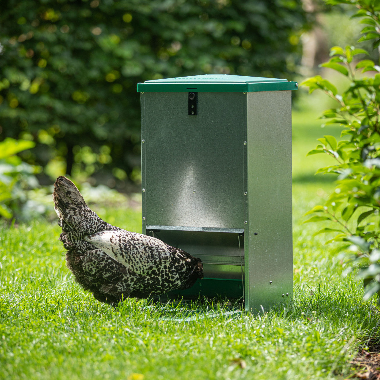 Automatic duck feeder for sale best sale