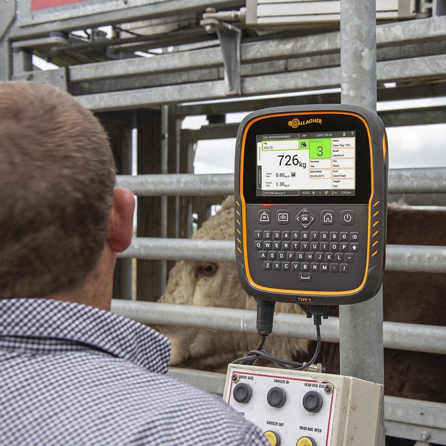 TWR-5  Weigh Scale and Data Collector with integrated EID Reader