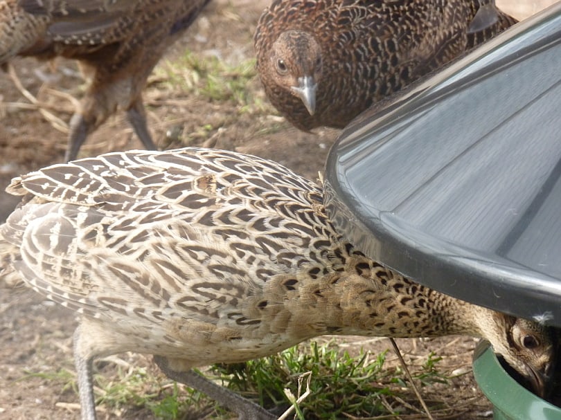 BEC King Feeder - Out Door,  complete with Rain Cover